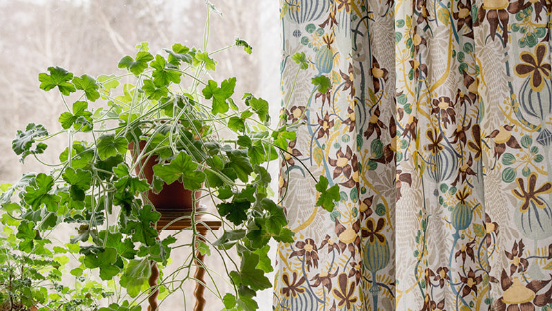 I fönstret till sammans med gröna pelargonier hänger en blommig mönstrad gardin i färgerna vit, grön, gul och brun.